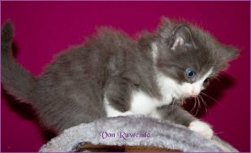 Katerchen Rocky von den Norwegischen Waldkatzen von Ruwenda