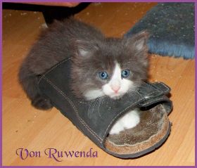 Katerchen Rocky von den Norwegischen Waldkatzen von Ruwenda
