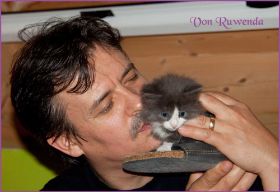 Katerchen Rocky von den Norwegischen Waldkatzen von Ruwenda