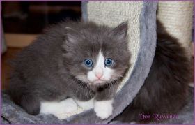 Katerchen Rocky von den Norwegischen Waldkatzen von Ruwenda