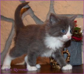 Katerchen Rocky von den Norwegischen Waldkatzen von Ruwenda