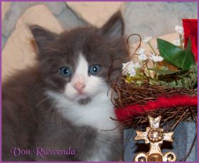 Katerchen Rocky von den Norwegischen Waldkatzen von Ruwenda