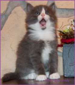 Katerchen Rocky von den Norwegischen Waldkatzen von Ruwenda