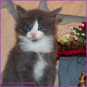 Katerchen Rocky von den Norwegischen Waldkatzen von Ruwenda