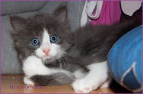 Katerchen Rocky von den Norwegischen Waldkatzen von Ruwenda