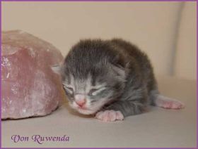 Babie Toulouse von den Norwegischen Waldkatzen von Ruwenda mit 4 Tagen