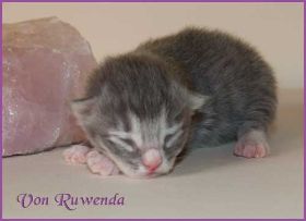 Katerchen Toulouse von den Norwegischen Waldkatzen von Ruwenda hat Ähnlichkeit mit seinem Papa Ty