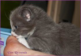 Katerchen Toulouse von den Norwegischen Waldkatzen von Ruwenda