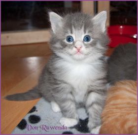 Katerchen Toulouse von den Norwegischen Waldkatzen von Ruwenda