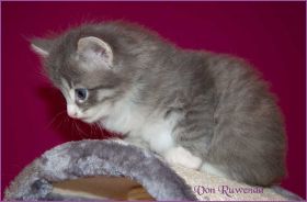 Katerchen Toulouse von den Norwegischen Waldkatzen von Ruwenda