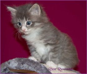 Katerchen Toulouse von den Norwegischen Waldkatzen von Ruwenda