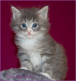 Katerchen Toulouse von den Norwegischen Waldkatzen von Ruwenda