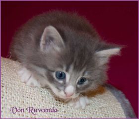 Katerchen Toulouse von den Norwegischen Waldkatzen von Ruwenda