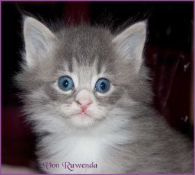 Katerchen Toulouse von den Norwegischen Waldkatzen von Ruwenda