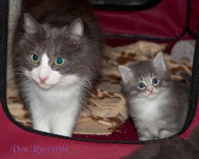 Katerchen Toulouse von den Norwegischen Waldkatzen von Ruwenda