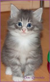 Katerchen Toulouse von den Norwegischen Waldkatzen von Ruwenda