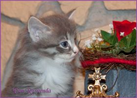 Katerchen Toulouse von den Norwegischen Waldkatzen von Ruwenda