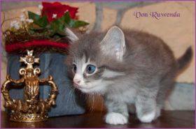 Katerchen Toulouse von den Norwegischen Waldkatzen von Ruwenda