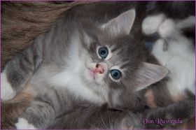 Katerchen Toulouse von den Norwegischen Waldkatzen von Ruwenda
