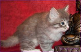 Katerchen Toulouse von den Norwegischen Waldkatzen von Ruwenda