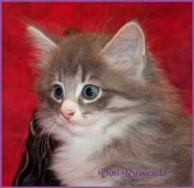 Katerchen Toulouse von den Norwegischen Waldkatzen von Ruwenda