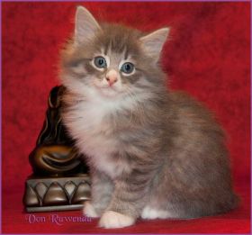 Katerchen Toulouse von den Norwegischen Waldkatzen von Ruwenda
