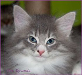 Katerchen Toulouse von den Norwegischen Waldkatzen von Ruwenda