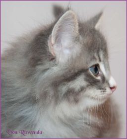 Katerchen Toulouse von den Norwegischen Waldkatzen von Ruwenda