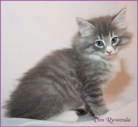 Katerchen Toulouse von den Norwegischen Waldkatzen von Ruwenda