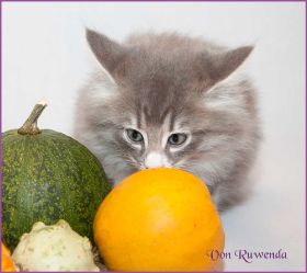 Katerchen Toulouse von den Norwegischen Waldkatzen von Ruwenda