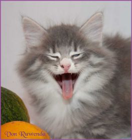 Katerchen Toulouse von den Norwegischen Waldkatzen von Ruwenda
