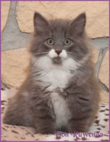 Katerchen Tarzan von den Norwegischen Waldkatzen von Ruwenda