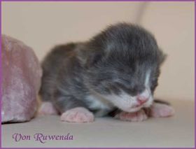 Kitten Timberly von den Norwegischen Waldkatzen von Ruwenda mit 4 Tagen