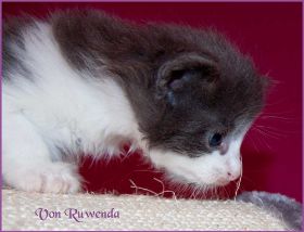 Katerchen Dean Martin von den Norwegischen Waldkatzen von Ruwenda