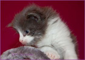 Katerchen Dean Martin von den Norwegischen Waldkatzen von Ruwenda