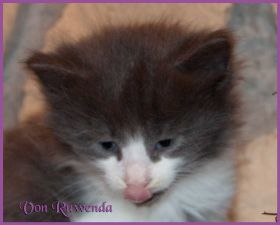 Katerchen Dean Martin von den Norwegischen Waldkatzen von Ruwenda