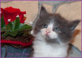 Katerchen Dean Martin von den Norwegischen Waldkatzen von Ruwenda