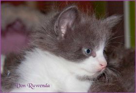 Katerchen Dean Martin von den Norwegischen Waldkatzen von Ruwenda