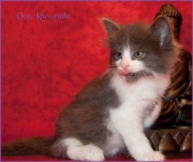Katerchen Dean Martin von den Norwegischen Waldkatzen von Ruwenda