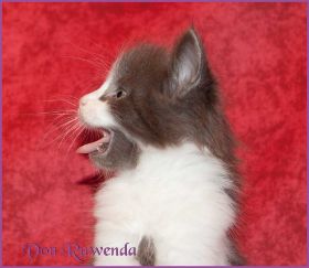 Katerchen Dean Martin von den Norwegischen Waldkatzen von Ruwenda