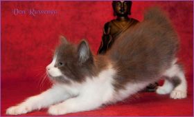 Katerchen Dean Martin von den Norwegischen Waldkatzen von Ruwenda