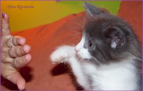 Katerchen Dean Martin von den Norwegischen Waldkatzen von Ruwenda