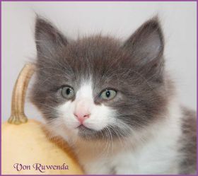 Katerchen Dean Martin von den Norwegischen Waldkatzen von Ruwenda