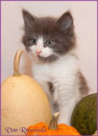 Katerchen Dean Martin von den Norwegischen Waldkatzen von Ruwenda