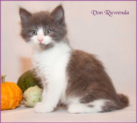 Katerchen Dean Martin von den Norwegischen Waldkatzen von Ruwenda