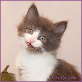 Katerchen Dean Martin von den Norwegischen Waldkatzen von Ruwenda