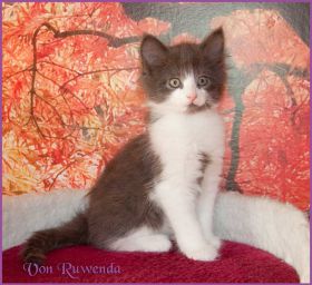 Katerchen Dean Martin von den Norwegischen Waldkatzen von Ruwenda