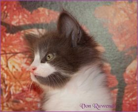 Katerchen Dean Martin von den Norwegischen Waldkatzen von Ruwenda