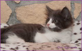 Katerchen Dean Martin von den Norwegischen Waldkatzen von Ruwenda