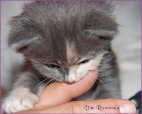 Kätzchen Doris Day von den Norwegischen Waldkatzen von Ruwenda